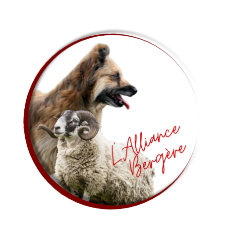 concours de chiens de berger